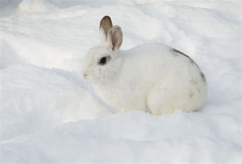 White Rabbit In Snow Stock Image Image Of Winter Christmas 32617383