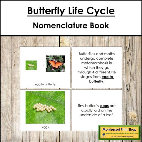 The Butterfly Life Cycle Book Montessori Nomenclature Made By Teachers