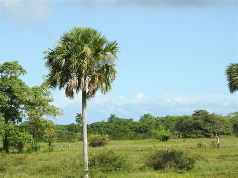 Mexican Palmetto From Carmen Campeche Mexico On November At