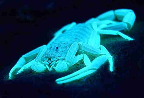 Scorpions Glow Beautifully Under UV Light - GlitchMind