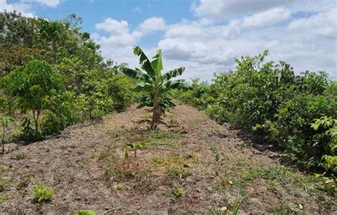 Implantação de Sistema Agroflorestal SAF Biodiverso Natureza Bela