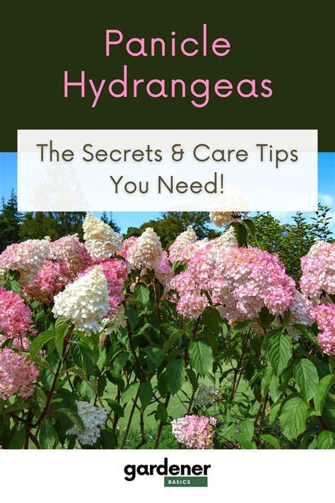 Unlock the Secrets of Growing Stunning Panicle Hydrangeas Orchideeën