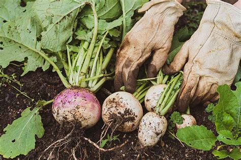 What Causes Turnips To Crack Or Rot Gardener’s Path