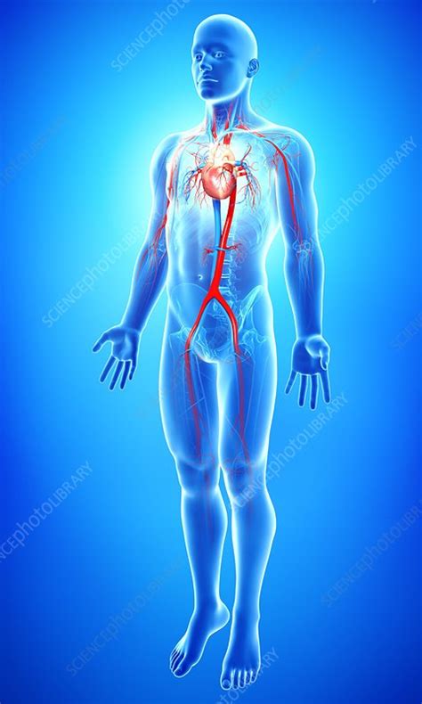 Male Cardiovascular System Artwork Stock Image F Science