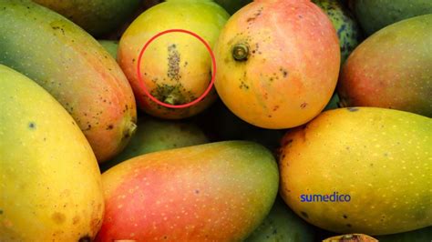 Por qué salen manchas negras en los mangos y qué pasa por comerlos