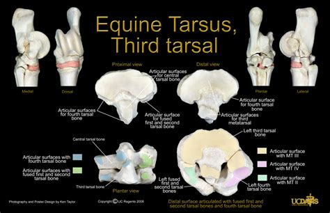 Jd Wheat Veterinary Orthopedic Laboratory Equine Anatomy Forelimb And