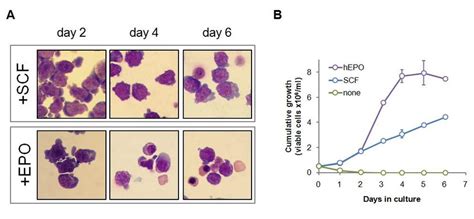 Erythropoietin Induces Erythrocyte Differentiation Of Hpc 7 Download