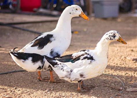 Ancona Duck Breed Guide - Start Here • New Life On A Homestead