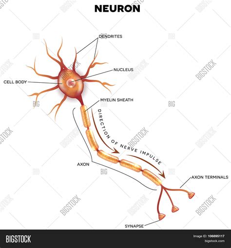 Labeled Diagram Vector & Photo (Free Trial) | Bigstock