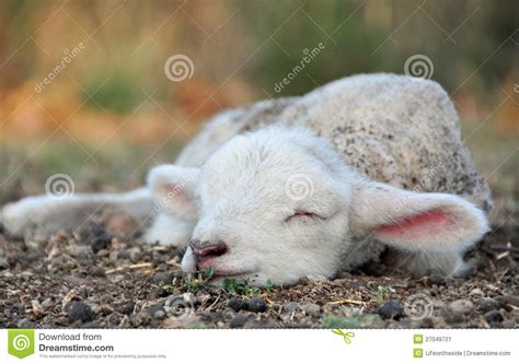 The Cutest Newborn Spring Lamb Ever Stock Image Image 27049721