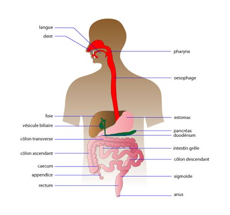 Schéma D ensemble De L appareil Digestif kingsfile net