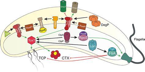 Vibrio Cholerae Diagram