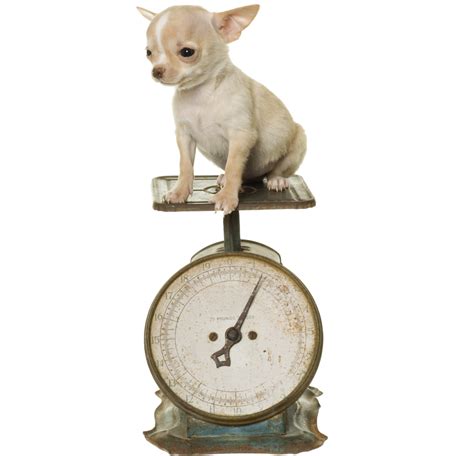 Chihuahua Weight Chart - Sweetie Pie Pets