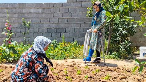 Gardening In The Courtyard Of Rural Life In Iran A Beautiful Day In