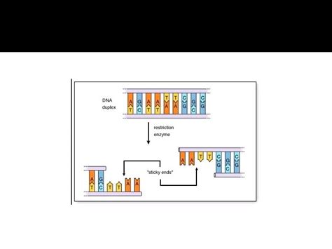 Genetic Engineering Biotechnology Recombinant Dna Technique It Is