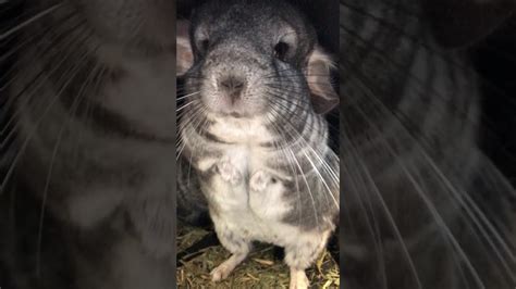 Angry Chinchilla At The Vet Youtube