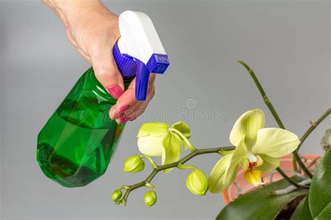 Woman Sprays Orchids In Flower Pot Taking Care Of Home Plants Stock