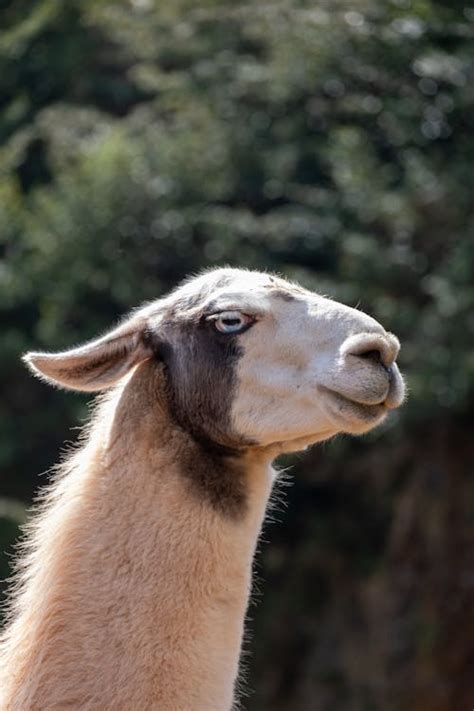 Close-Up Shot of a Llama · Free Stock Photo