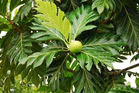 Artocarpus Altilis