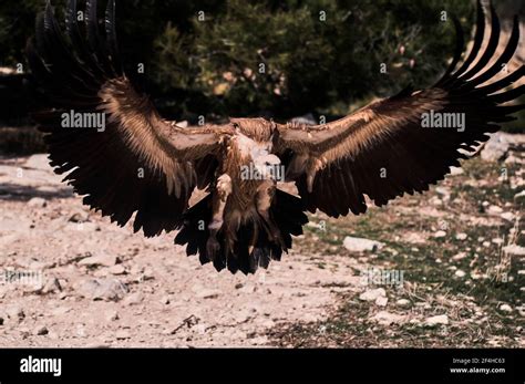 Large Wild Griffon Vulture Searching For Food And Soaring Over Rocky