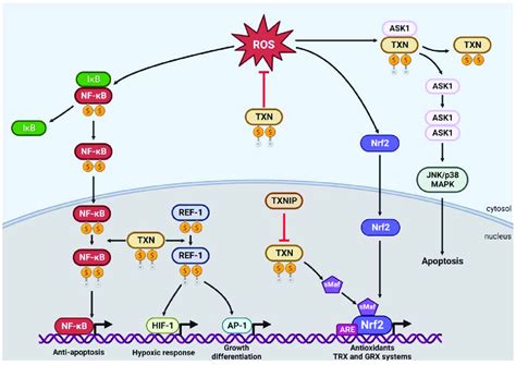 Role Of Thioredoxin In Redox Signaling Thioredoxin Txn Negatively