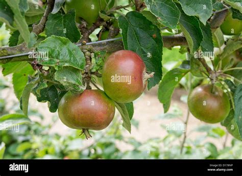 Apple Devonshire Quarrenden In Helmsley Walled Garden Stock Photo Alamy