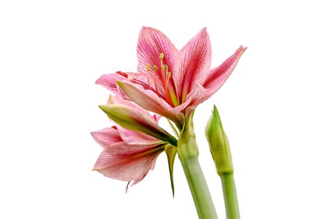 Amaryllis Nach Der Bl Te Pflegen So Wird S Gemacht Ritterstern