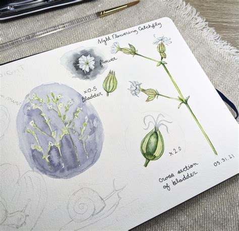 5 Nature Sketchbook Layout Ideas