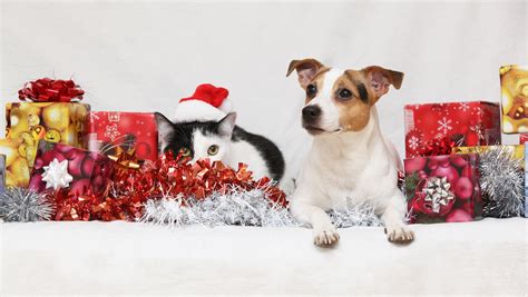 Pets As Presents The Cullman Tribune