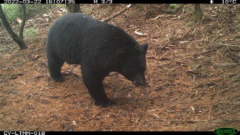 鹿林山、塔山野生動物萌樣千姿百態 一鏡到底捕捉 生活 中時