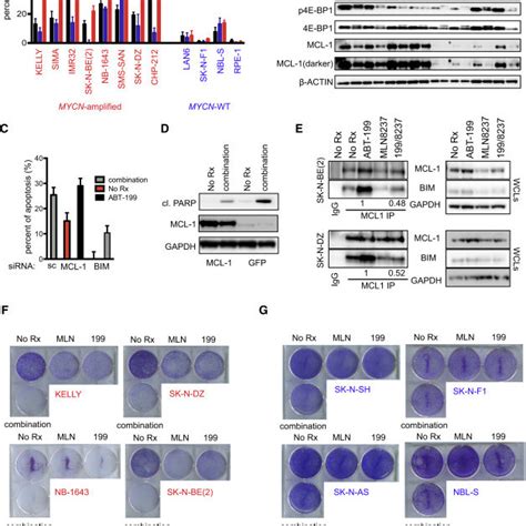 Abt Mln Is Effective In Mycn Amplified Neuroblastoma Cells