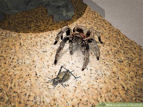 3 Ways to Care for a Tarantula - wikiHow