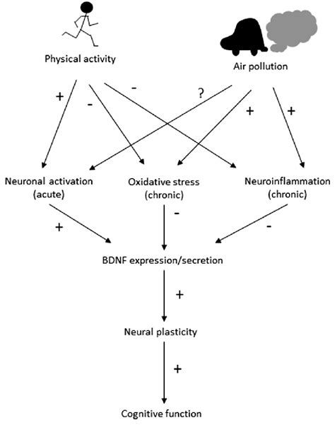 Hypothetical Pathways Through Which Physical Activity And Air Pollution