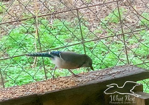 Eastern Blue Jays are Beautiful Birds That Do Well Around People – What ...