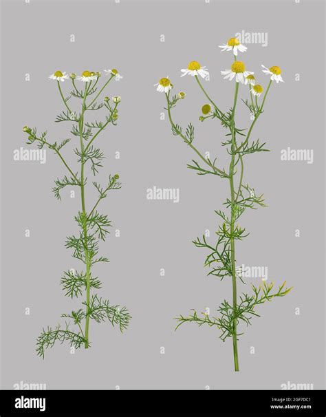 German Chamomile Matricaria Chamomilla Plant Leaf Flower Germany