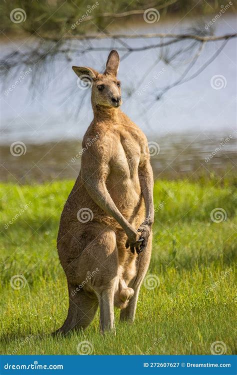 A Boomer, a Male Kangaroo Flexing Its Muscles in an Upright Position ...