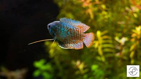 Dwarf Gourami Care + Interesting Facts [A Comprehensive Guide]