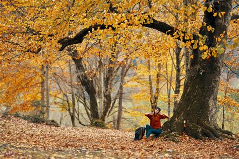 man sitting  tree stock  images  backgrounds