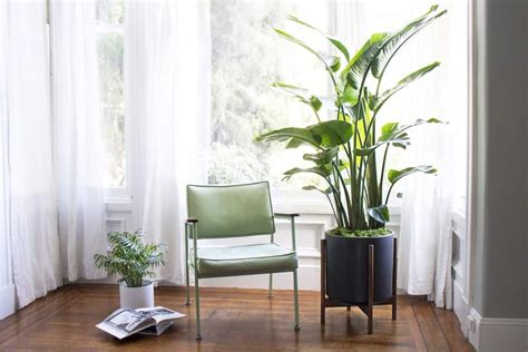 17 Best Large And Tall Indoor Plants For Home Offices