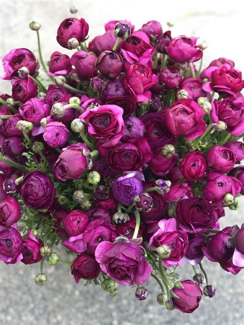 Ranunculus ‘Chocolat’