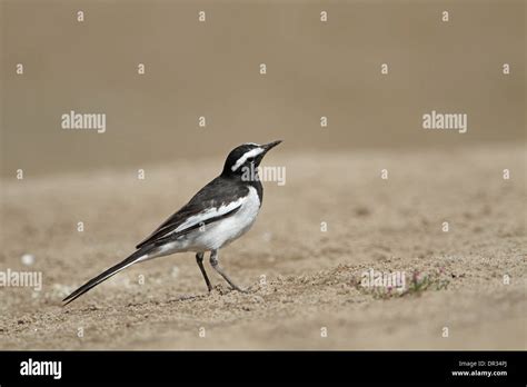 White Browed Wagtail Motacilla Maderaspatensis Stock Photo Alamy