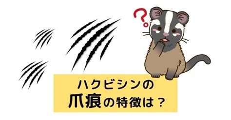 ハクビシンの爪痕の特徴は被害をなくすために行うべきこと 駆除PLUS 害獣駆除のプロが解説するお役立ち情報サイト