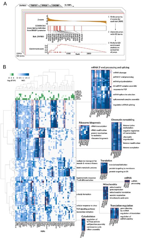 BioID Mediated Proximity Labeling Defines RBP Neighborhoods And Enables