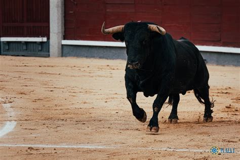 Las Ventas Se Buscan Toros Bravos DE SOL Y SOMBRA