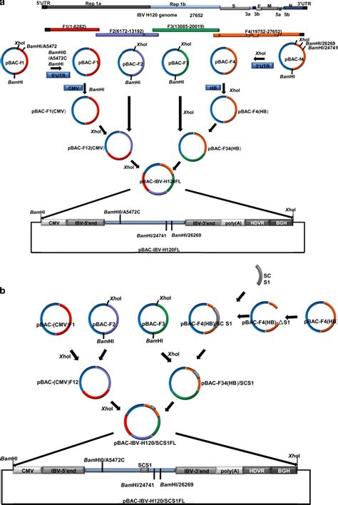 Strategy For The Construction Of Full Length Cdna Of Ibv A