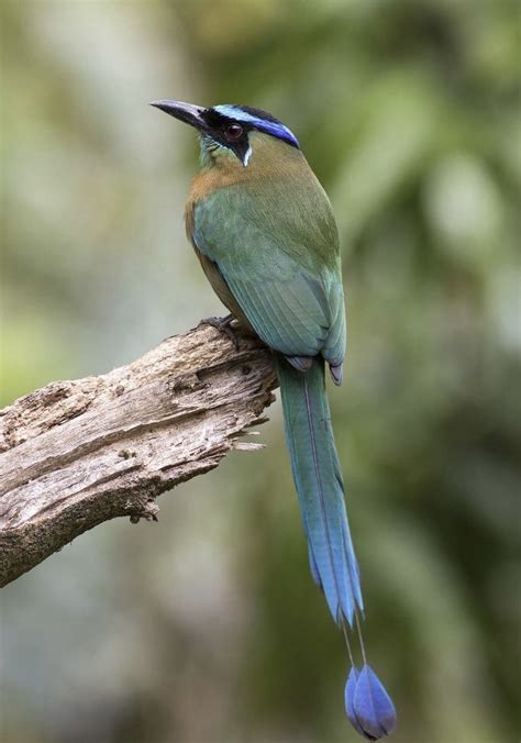 Lesson’s Motmot | World birds, Beautiful birds, Nature birds