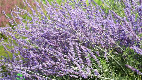 How To Plant Grow And Care For Russian Sage