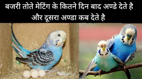 Budgies Parrot Mating Ke Kitne Din Baad Egg Dete Hai Bajri Tote