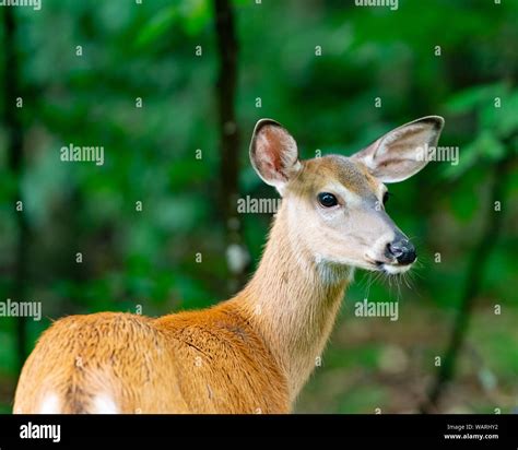 Whitetail deer doe hi-res stock photography and images - Alamy