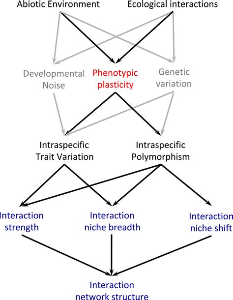 The Role Of Phenotypic Plasticity In Shaping Ecological Networks